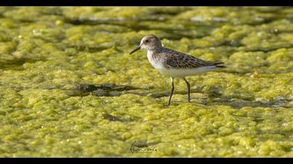 Little Stint
