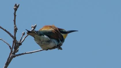 European Bee-eater