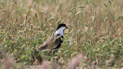 Spur-winged Lapwing