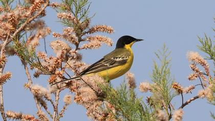 Western Yellow Wagtail