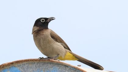 White-spectacled Bulbul