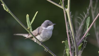 Lesser Whitethroat