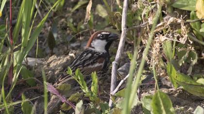 Spanish Sparrow