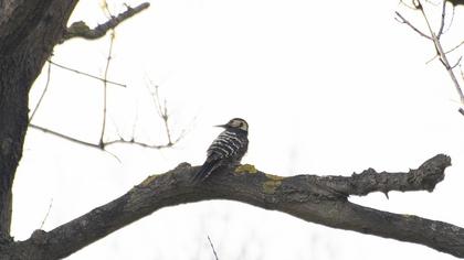 White-backed Woodpecker