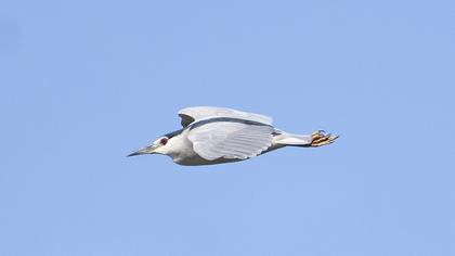 Black-crowned Night Heron