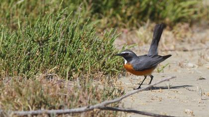 White-throated Robin