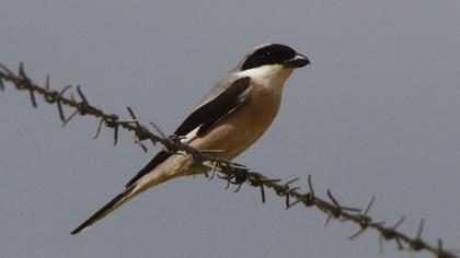 Lesser Grey Shrike