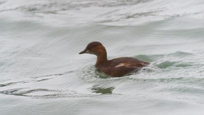 Little Grebe