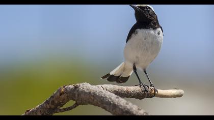 Finsch`s Wheatear
