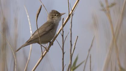 Eastern Olivaceous Warbler