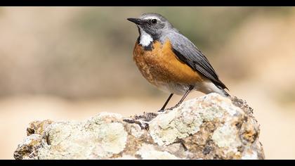 White-throated Robin