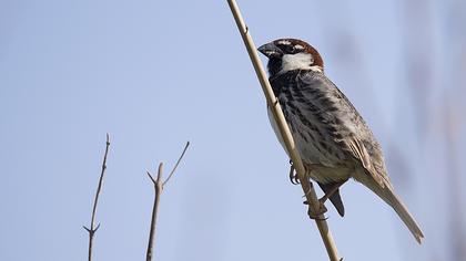 Spanish Sparrow