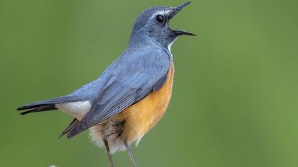 White-throated Robin