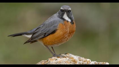 White-throated Robin