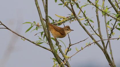 Great Reed Warbler