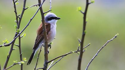 Kızılsırtlı örümcekkuşu