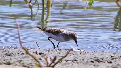 Little Stint