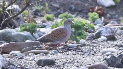 European Turtle Dove