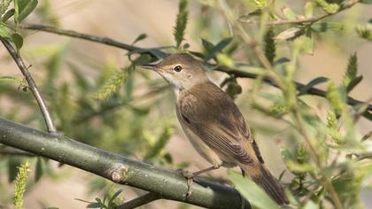 Marsh Warbler
