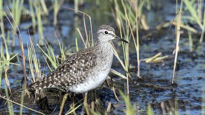 Wood Sandpiper