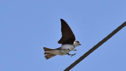 Sand Martin