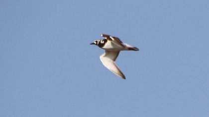 Ruddy Turnstone