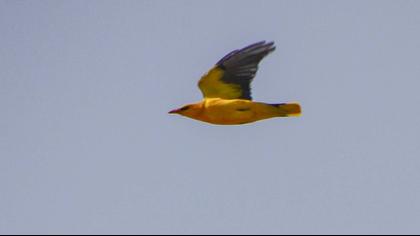Eurasian Golden Oriole