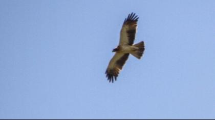 Booted Eagle