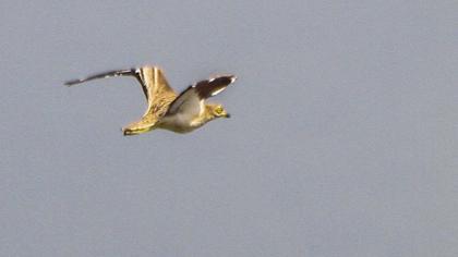 Eurasian Stone-curlew