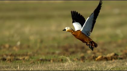 Ruddy Shelduck