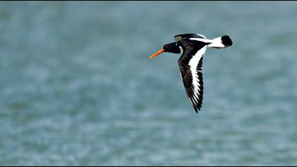 Eurasian Oystercatcher