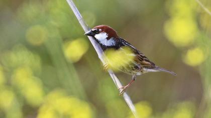 Spanish Sparrow