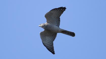 Levant Sparrowhawk