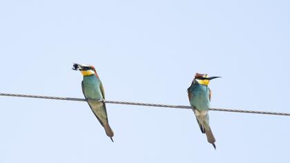 European Bee-eater
