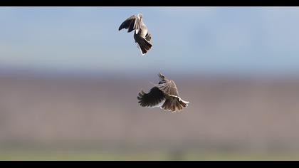 Calandra Lark