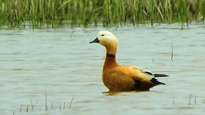 Ruddy Shelduck
