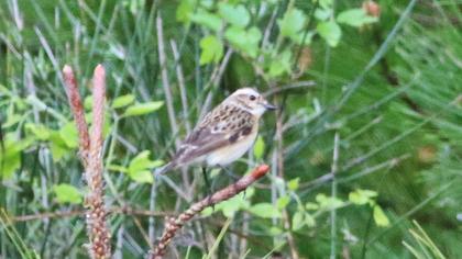 Whinchat