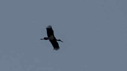 Black Stork