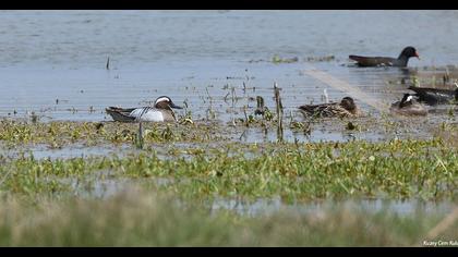 Garganey