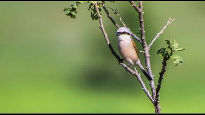 Kızılsırtlı örümcekkuşu