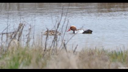Red-crested Pochard