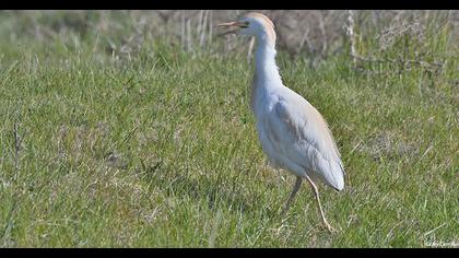 Western Cattle Egret