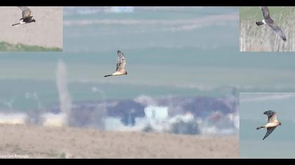 Pallid Harrier