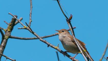 Common Nightingale