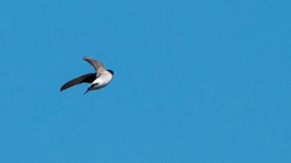 Common House Martin