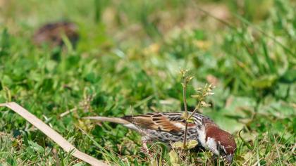 Spanish Sparrow