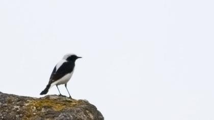 Aksırtlı kuyrukkakan