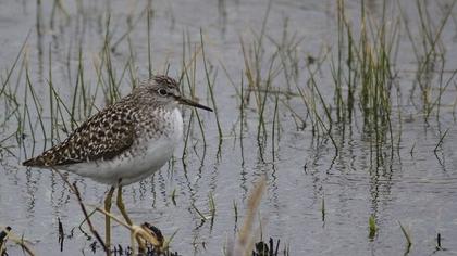 Orman düdükçünü