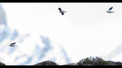 White-winged Snowfinch