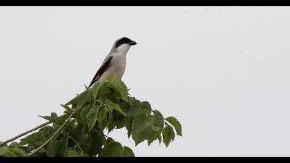 Lesser Grey Shrike